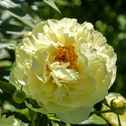 Lemon Chiffon