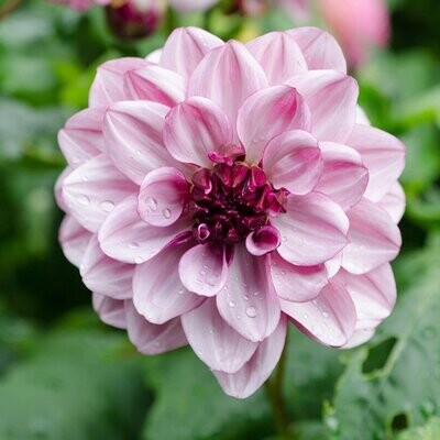 Creme de Cassis